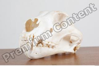 Skull photo reference 0035